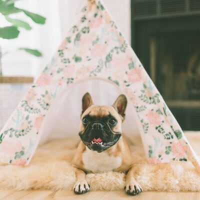 How to keep your French bulldog healthy? Nutrition & training