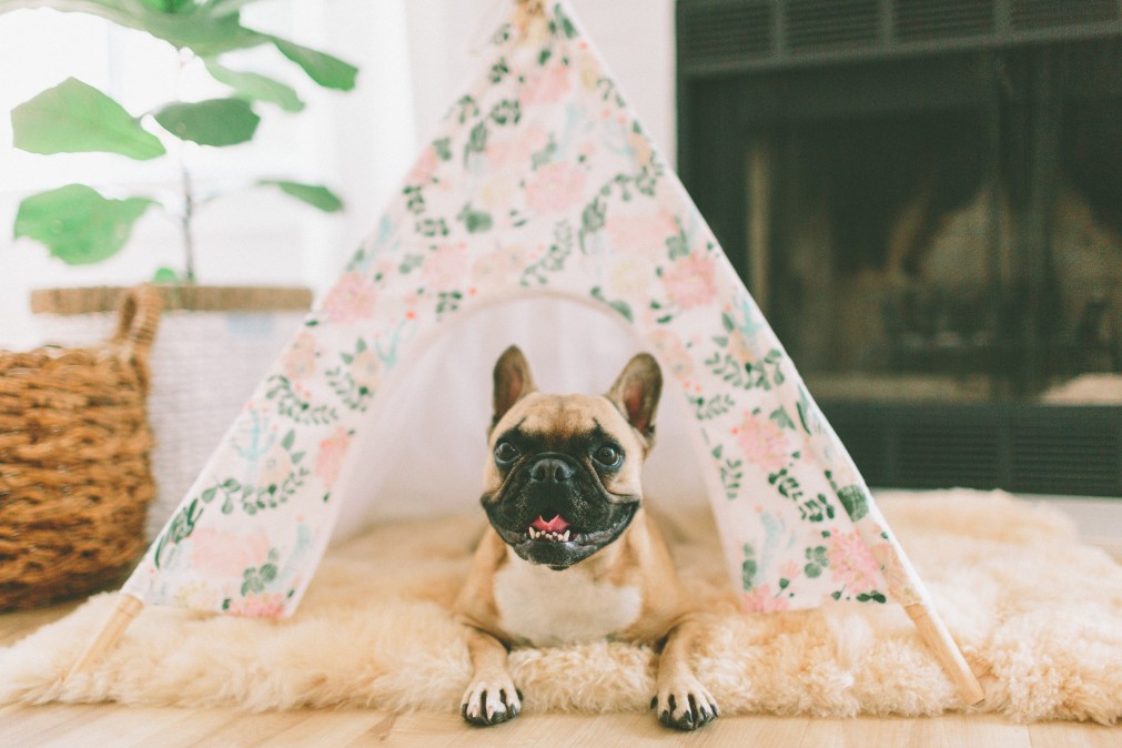 How to keep your French bulldog healthy? Nutrition & training