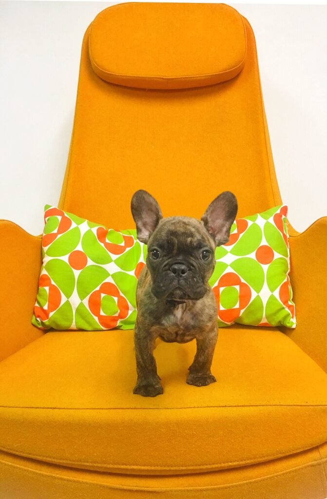 French bulldog pimples around mouth causes and treatment