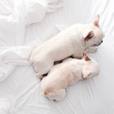 Are french bulldogs prone to obesity? Revealed