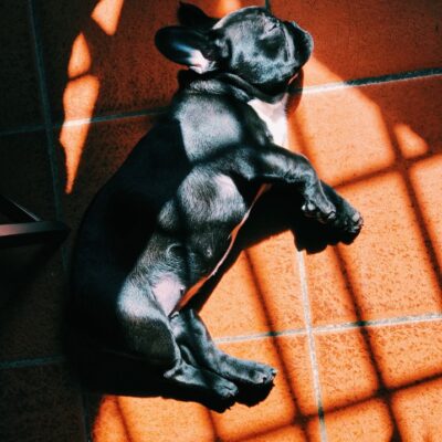 My French bulldog Is constipated: Reasons and prevention