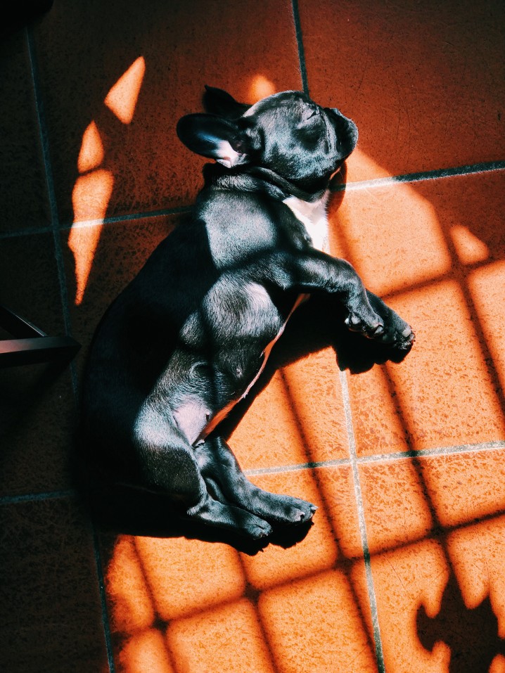 My French bulldog Is constipated: Reasons and prevention