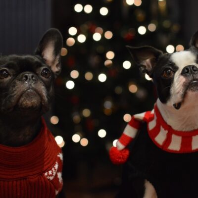 French bulldog mixes: The cutest crossbreeds