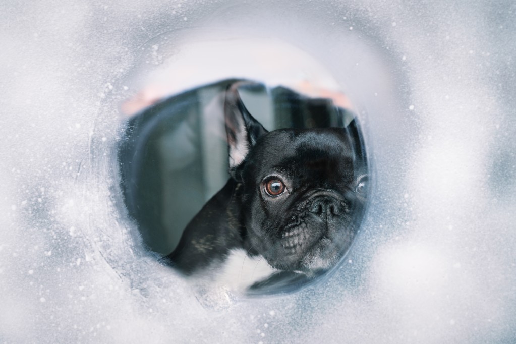 How to cool down a French bulldog