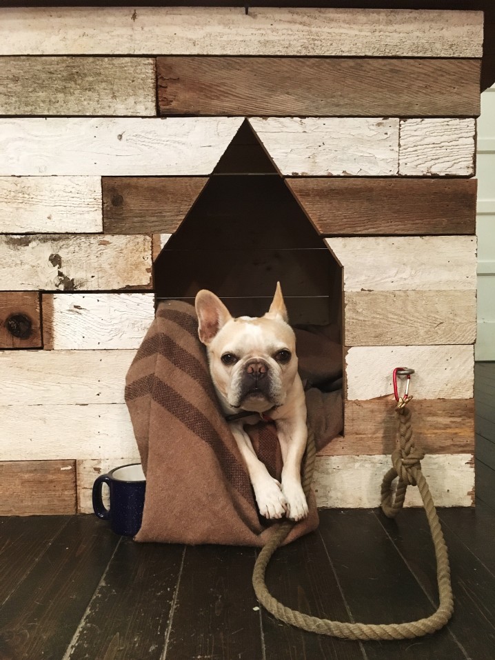 How to test a dog for covid? Keep your Frenchie healthy