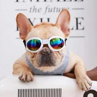 french_bulldog_sunglasses_large-1-6698448