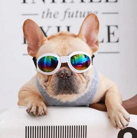 french_bulldog_sunglasses_large-1-6698448