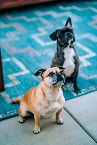 Picture of two french bulldogs