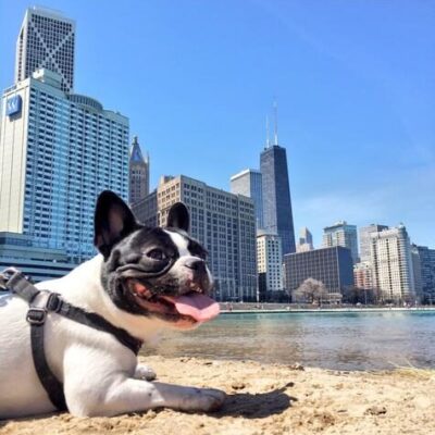 frenchie_world_2_7b687c7c-8236-42b0-981c-9d06a678d757_large-1-6010320