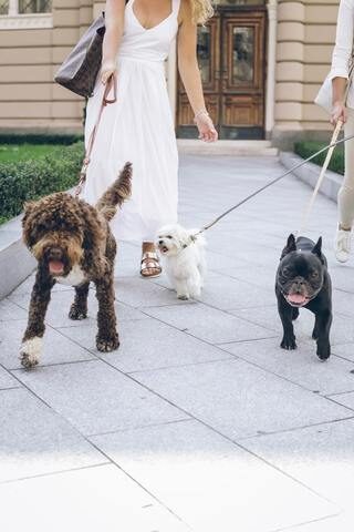 Frenchies with other dogs