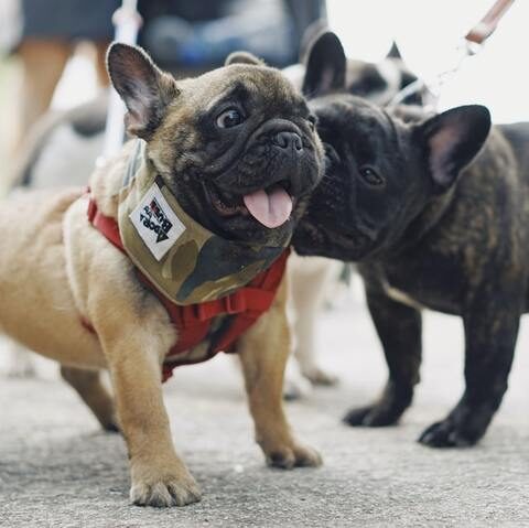 Are french bulldogs good with other dogs?