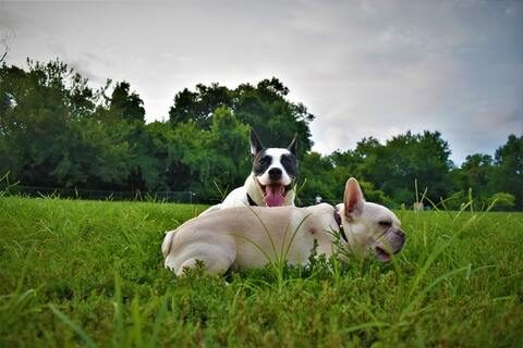 Frenchies playing