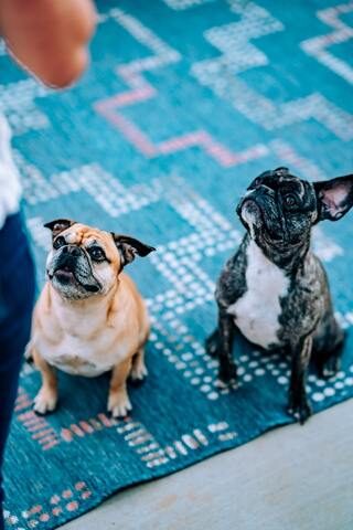 Two french bulldogs sitting