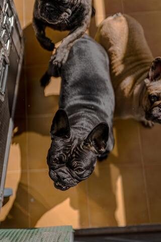 French bulldogs waiting for food