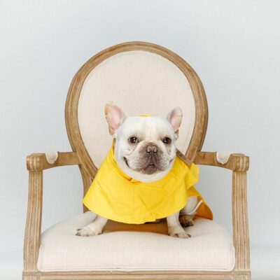 classic-french-bulldog-raincoat-frenchie-world-shop-3671883972709