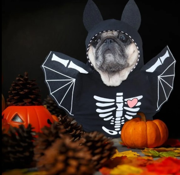 french bulldog Halloween costumes