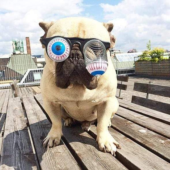 dog-zombie-funny-glasses-frenchie-world-shop-12889665536045_590x-1-4289514