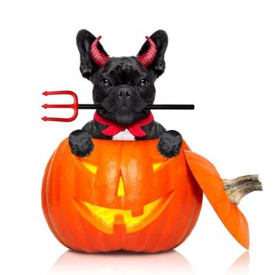 halloween pumpkin witch french bulldog dog inside a pumpkin dressed as a bad devil isolated on white background