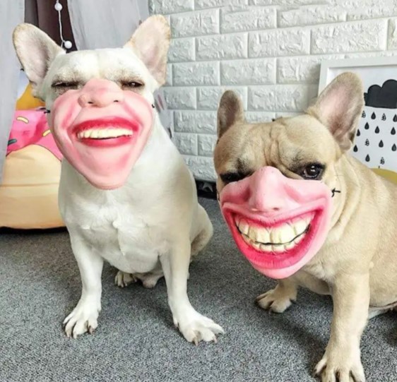 french bulldog costume