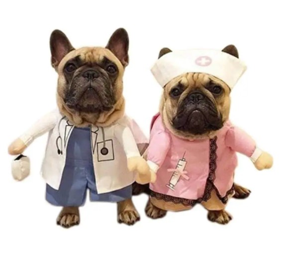 french bulldog costume