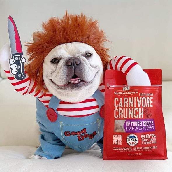 pets-stand-upright-and-change-into-funny-costumes-frenchie-world-shop-pet-18767172370581_590x-1-2001459