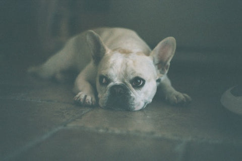 Cream French bulldog having sad face and lying on the floor