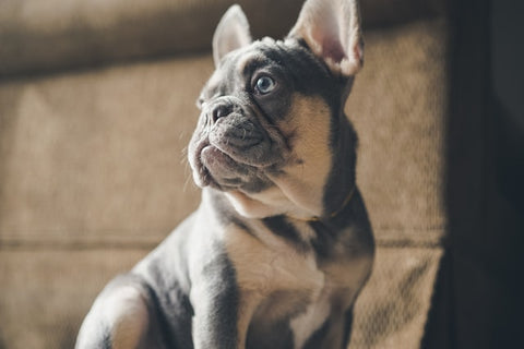 Blue and tan French bulldog