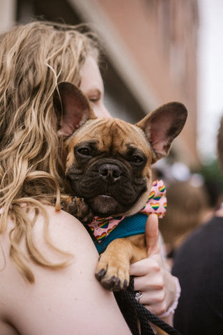 Women holding red fawn French bulldog in her hands