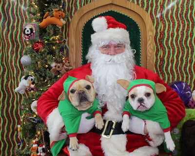 frenchie_christmas_480x480-v-1608240166