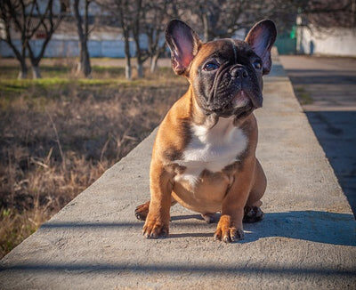 french-bulldog-_secrets40_480x480-v-1616709000