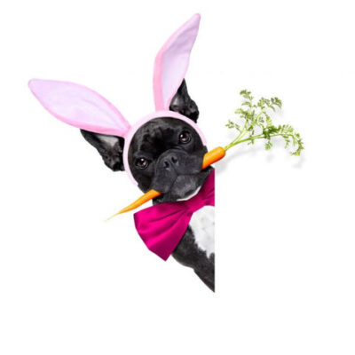 french_bulldog_easter_bunny_480x480-v-1615842241