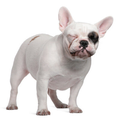 pied_frenchie_6742b1cb-a8f8-4aff-8ddb-4b2a757c71db_480x480-v-1621115943