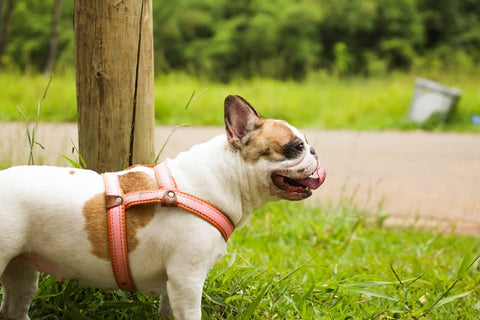 What Causes Seizures In French Bulldogs? - Frenchie World Shop