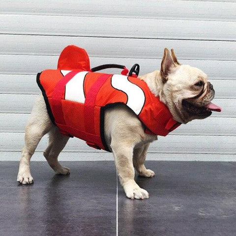 Cream French Bulldog posing in one of red French Bulldog Life Jackets from our shop