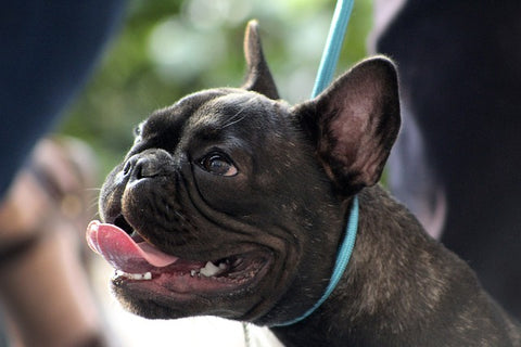 Excited frenchie