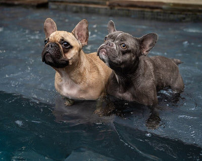 frenchie_cooling_480x480-v-1625122683