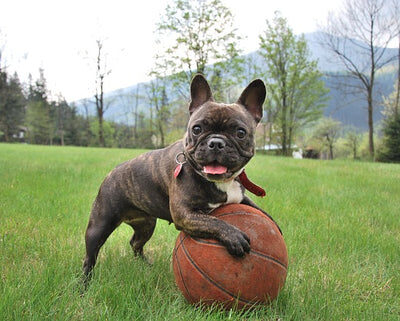 french-bulldog-2365684_640_480x480-v-1629441668