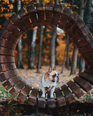 cute-bulldog-in-autumn-forest_t20_gowkz7_480x480-v-1630535680