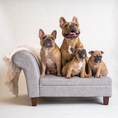 French Bulldog family reflects topic on how to breed French Bulldogs