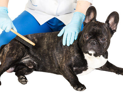 frenchie_and_fleas_480x480-v-1647686006