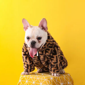 french bulldog jacket