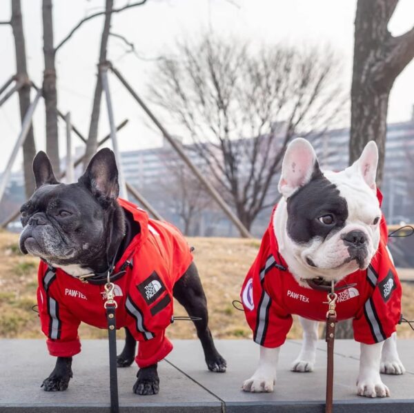 french bulldog jacket