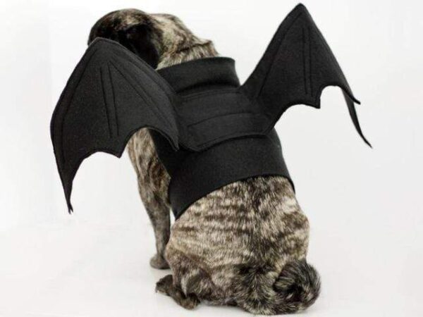 Frenchie World Shop Black / S Bat Pig Dog Costume