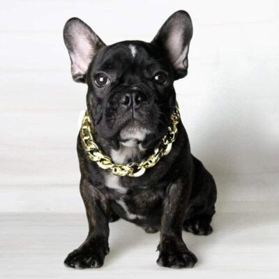 Frenchie World Shop Gold / 37cm Bling French Bulldog Collar