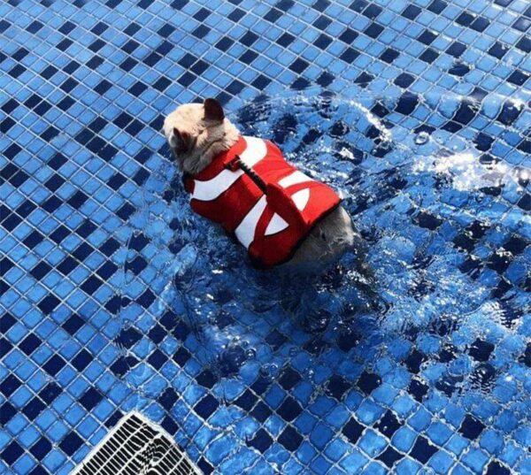 Frenchie World Shop Clownfish Summer French Bulldog Life Jacket