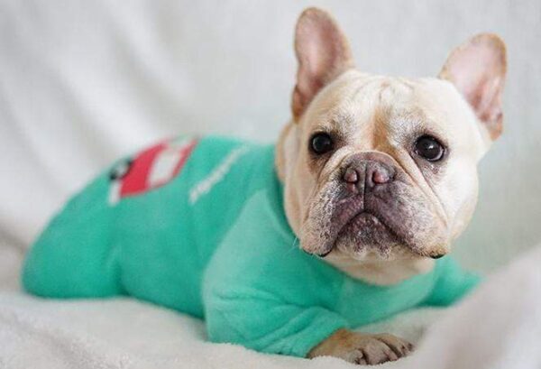 Frenchie World Shop Dog Clothing "Come Together" frogdog sweatshirt