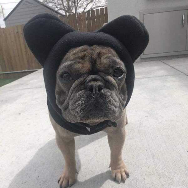 Frenchie World Shop Black / S Dog Hat Winter Pet Solid Color Hat French Bulldog Warm Hat Adjustable Drawstring Pet Headgear Soft Polar Fleece Puppy Cap