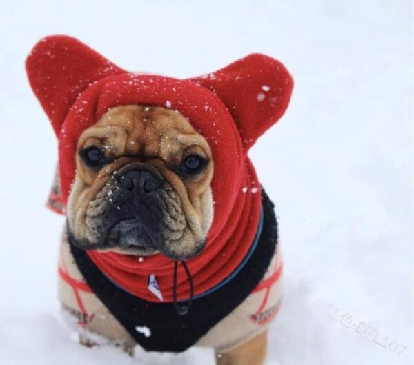 Frenchie World Shop Red / S Dog Hat Winter Pet Solid Color Hat French Bulldog Warm Hat Adjustable Drawstring Pet Headgear Soft Polar Fleece Puppy Cap