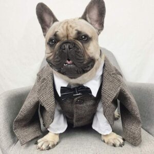 Frenchie World Shop Dog Tuxedo & Vest Set