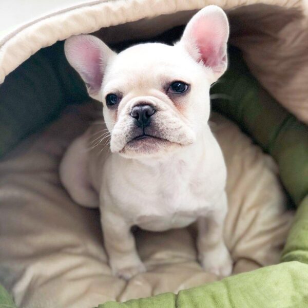 Frenchie World Shop Dual Suede French Bulldog Nest